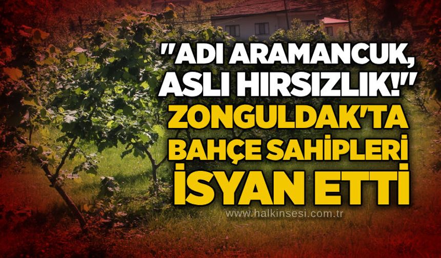 "Adı Aramancuk, aslı hırsızlık!": Zonguldak'ta bahçe sahipleri isyan etti