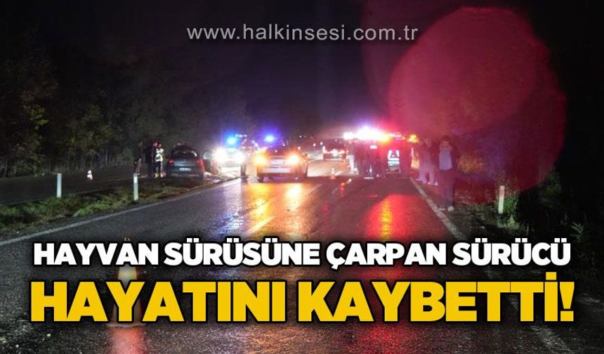 Hayvan sürüsüne çarpan sürücü hayatını kaybetti!