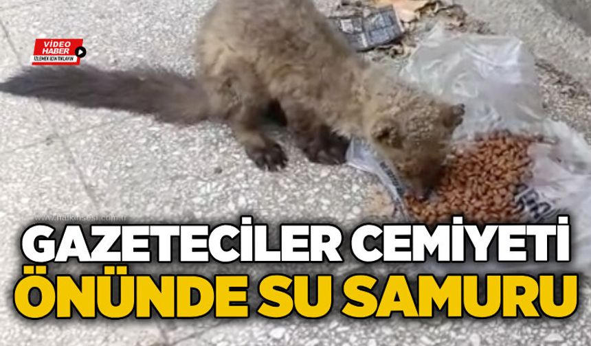 Gazeteciler Cemiyeti önünde su samuru