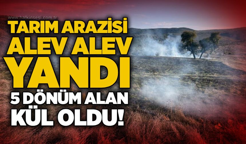 Tarım arazisi alev alev yandı: 5 dönüm alan kül oldu!