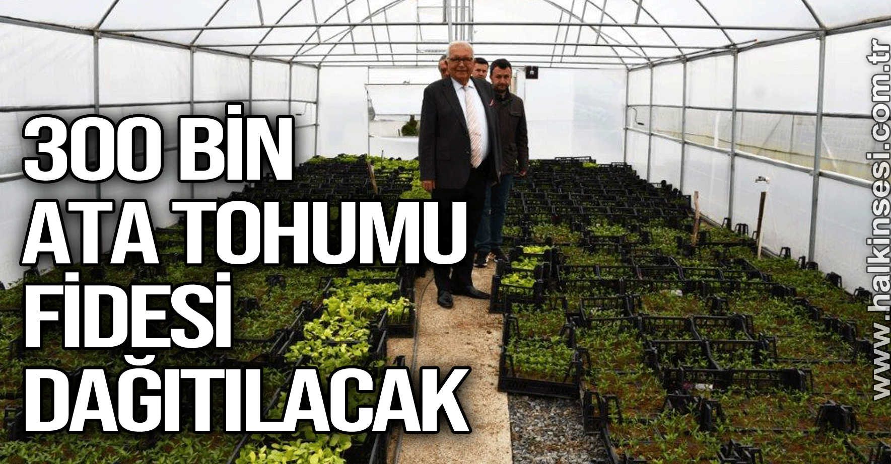 300 BİN ATA TOHUMU FİDESİ DAĞITILACAK