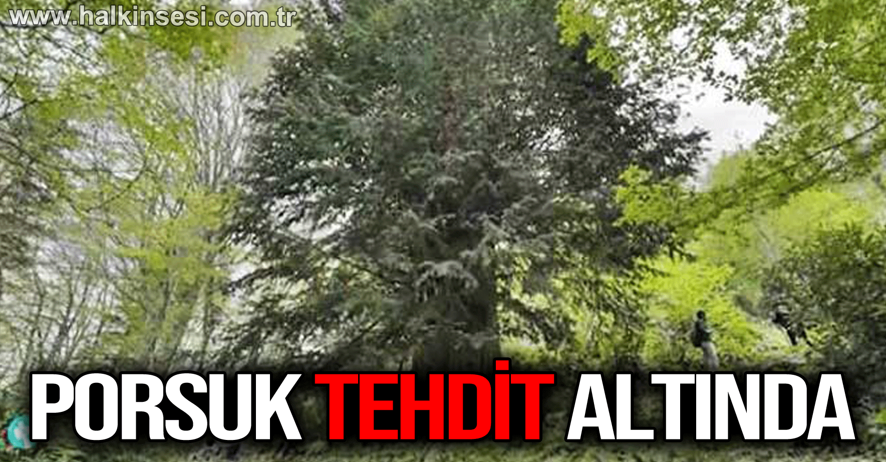 Dünyanın en yaşlı porsuk ağacı tehlike altında