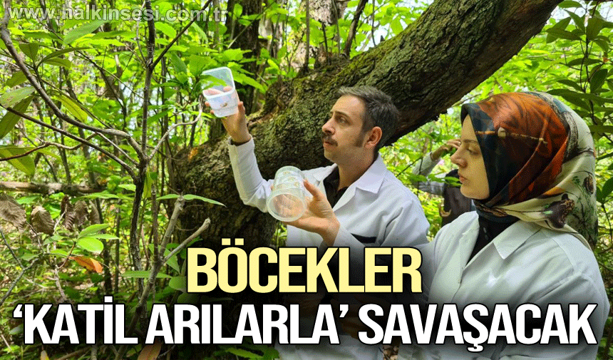 Zonguldak'ta 'katil arı' alarmı, laboratuvarda üretilen böcekler doğaya bırakıldı