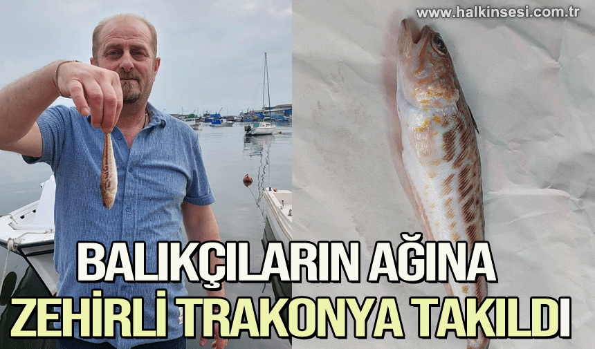 Zonguldaklı balıkçıların ağına zehirli trakonya takıldı