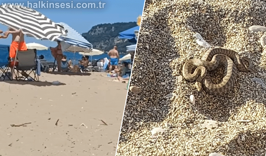 Filyos sahilinde çıkan yılan korkuttu