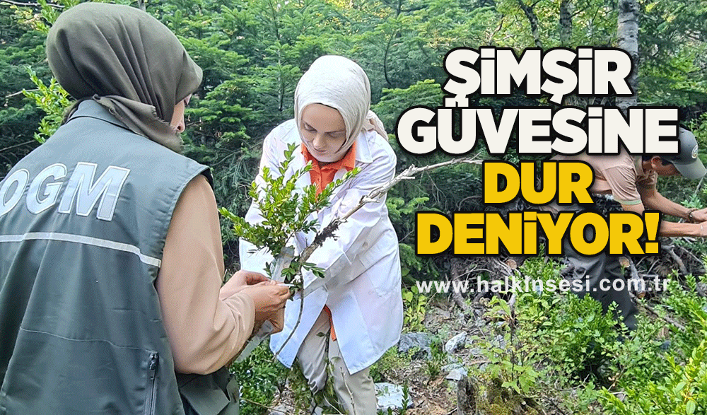 Şimşir güvesine dur deniyor!