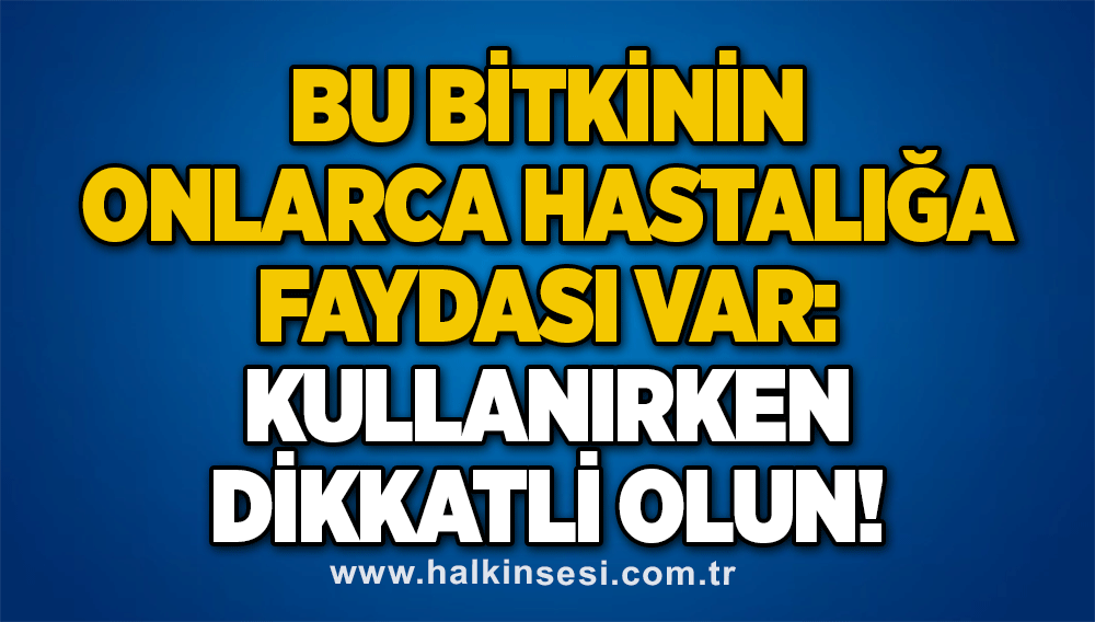 Bu bitkinin onlarca hastalığa faydası var: Kullanırken dikkatli olun!