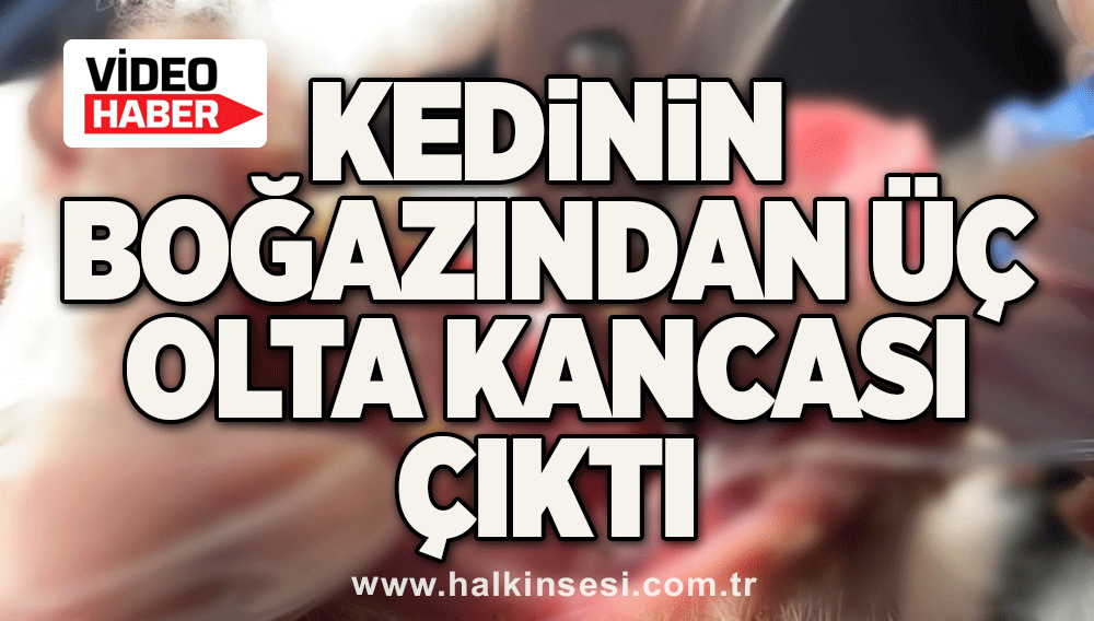 Kedinin boğazından üç olta kancası çıktı