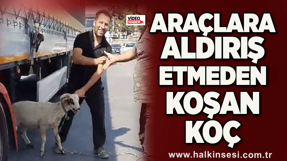 Araçlara aldırış etmeden koşan koç