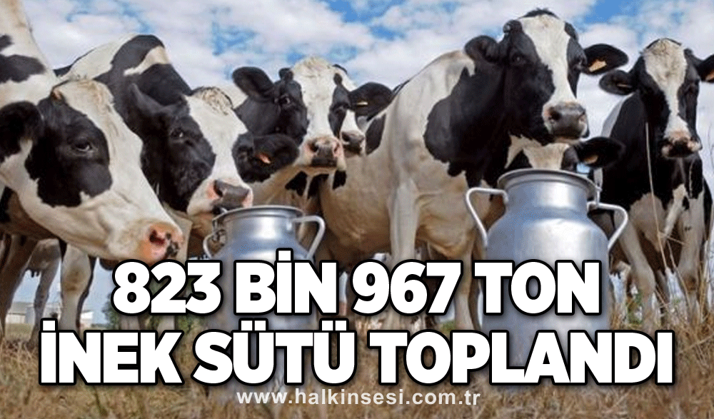 823 bin 967 ton inek sütü toplandı
