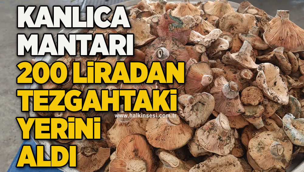 Kanlıca mantarı 200 liradan tezgahtaki yerini aldı