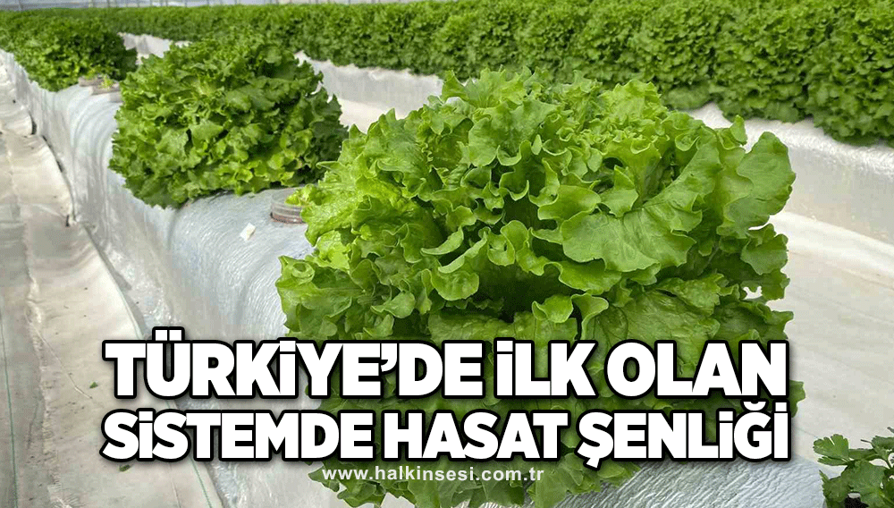 Türkiye’de ilk olan sistemde hasat şenliği