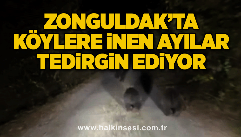 Zonguldak’ta köylere inen ayılar tedirgin ediyor