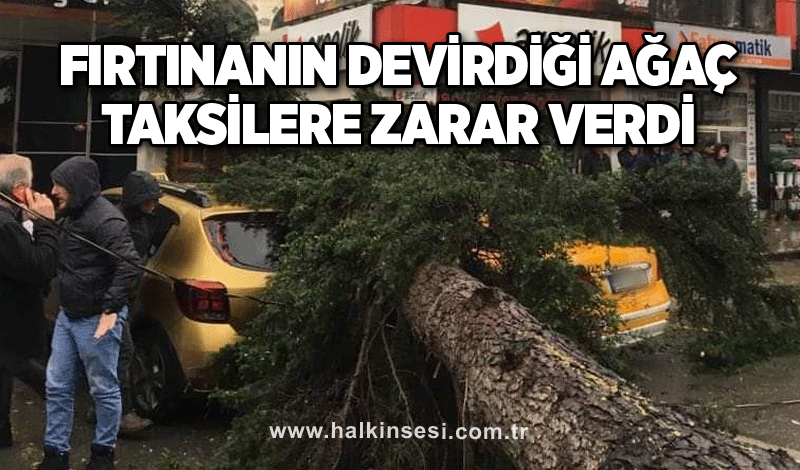 Fırtınanın devirdiği ağaç taksilere zarar verdi