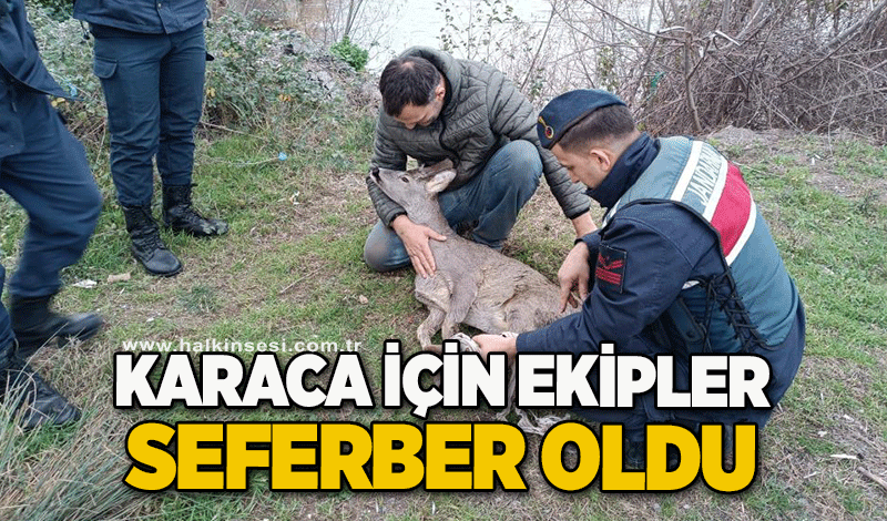 Karaca için ekipler seferber oldu