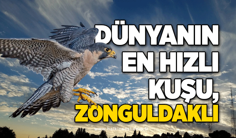 Dünyanın En Hızlı Kuşu, Zonguldaklı