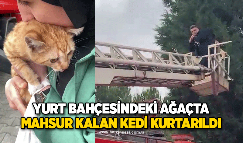 Yurt bahçesindeki ağaçta mahsur kalan kedi kurtarıldı