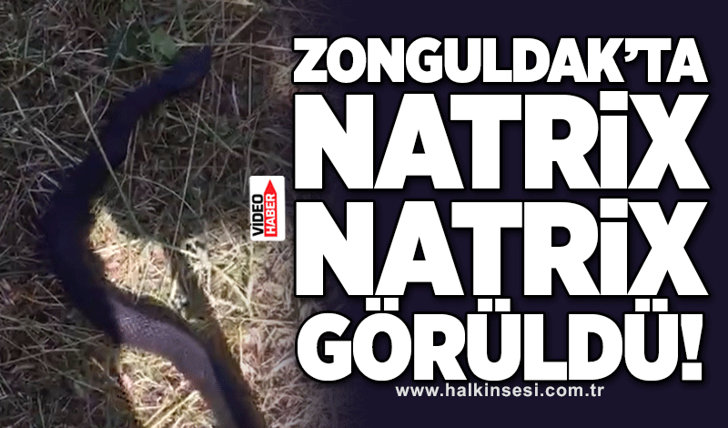 Zonguldak’ta Natrix Natrix görüldü!