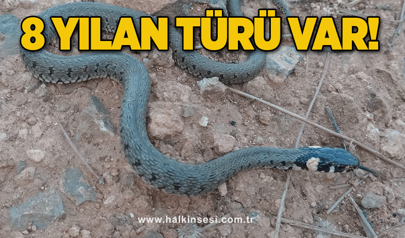 Araştırmacı Engin Zaman Zonguldak’ın yılanlarını yazdı