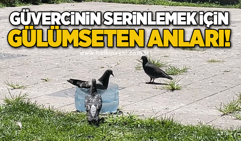 Güvercinin serinlemek için gülümseten anları