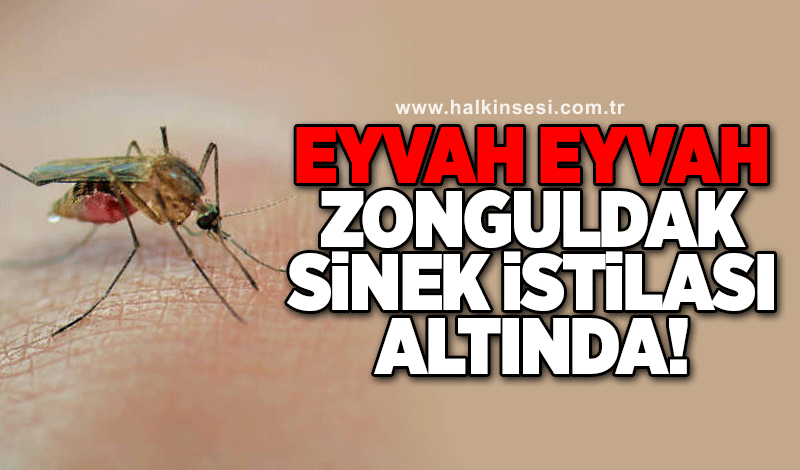 Eyvah eyvah! Zonguldak sinek istilası altında