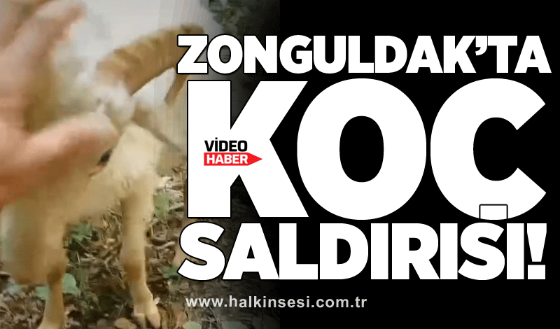 Zonguldak’ta ‘KOÇ’ saldırısı!