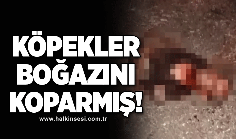 Köpekler boğazını koparmış!