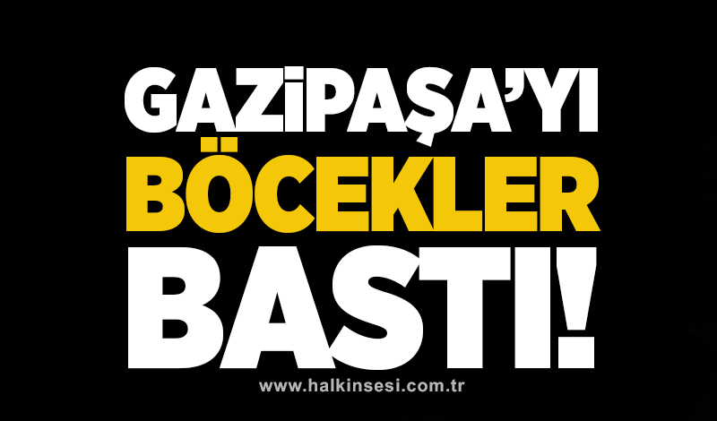 Gazipaşa’yı böcekler bastı!