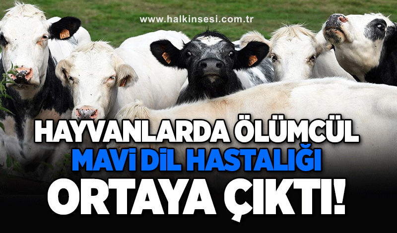 Hayvanlarda ölümcül ‘mavi dil hastalığı’ ortaya çıktı!