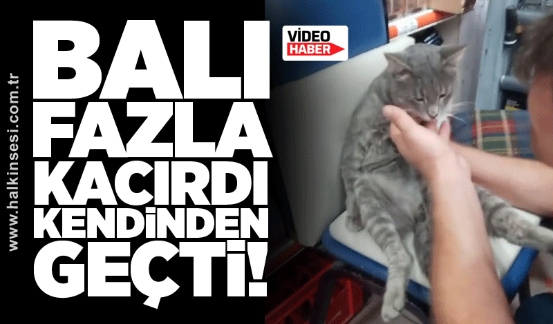 Balı fazla kaçırdı: Kendinden geçti!