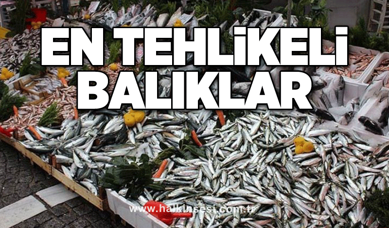 En tehlikeli balıklar: Ve biz bunu çocuklara bile yediriyoruz!