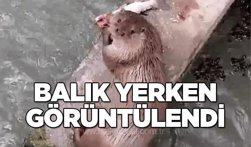 Nesli Tükenmekte Olan Su Samuru Balık Yerken Görüntülendi