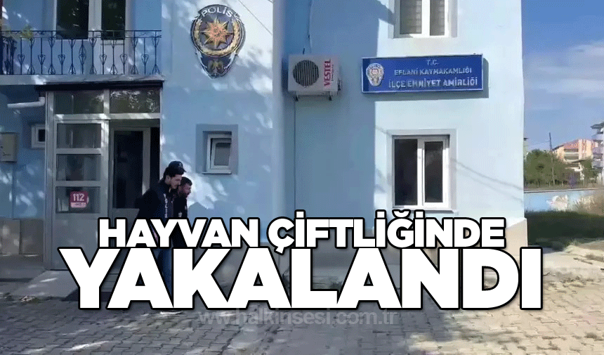 Cezaevi firarisi hayvan çiftliğinde yakalandı