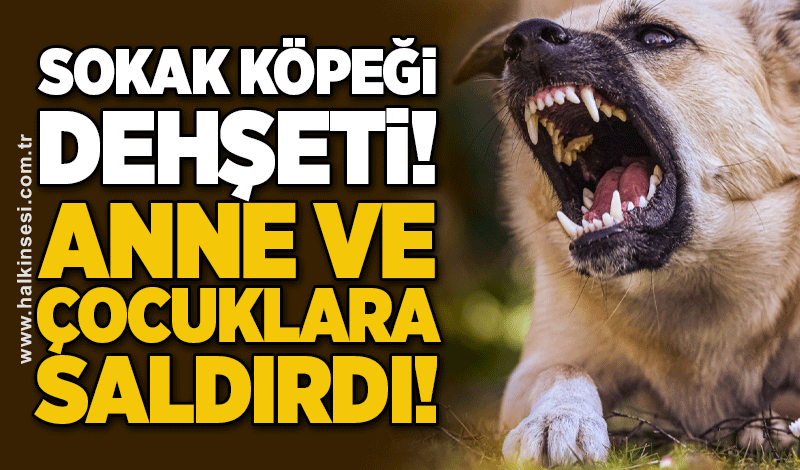 Sokak köpekleri dehşeti yaşattı! Anne ve çocuklarına saldırdı!