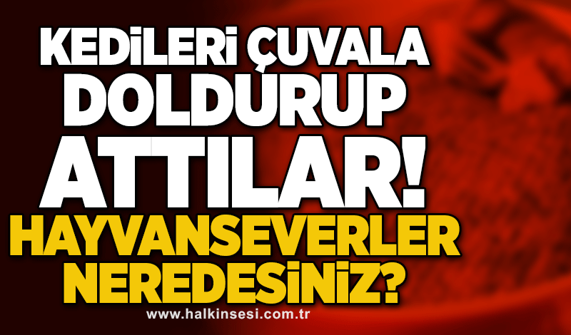 Zonguldak’ta kedileri çuvala doldurup attılar