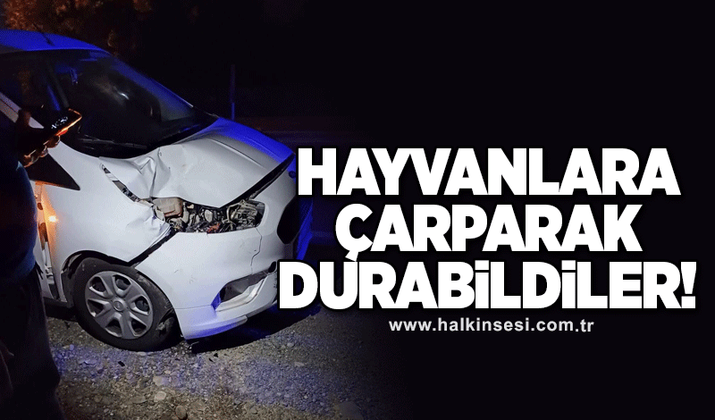 Hayvanlara çarparak durabildiler