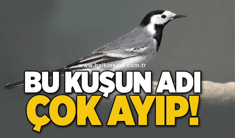 BU KUŞUN ADI ÇOK AYIP