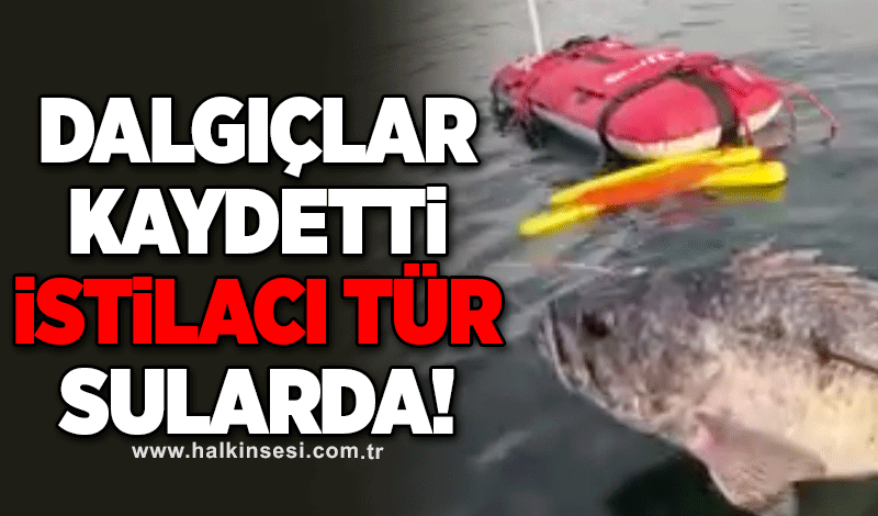 Dalgıçlar kaydetti! İstilacı tür artık sularda!