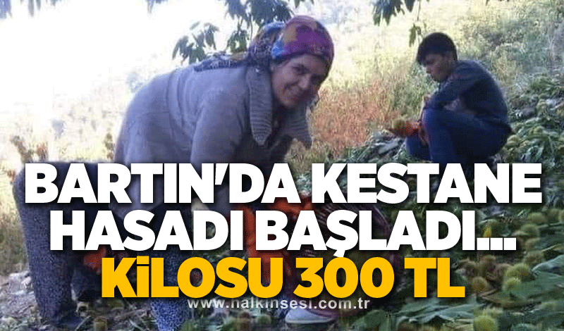 Bartın'da kestane hasadı başladı... KİLOSU 300 TL