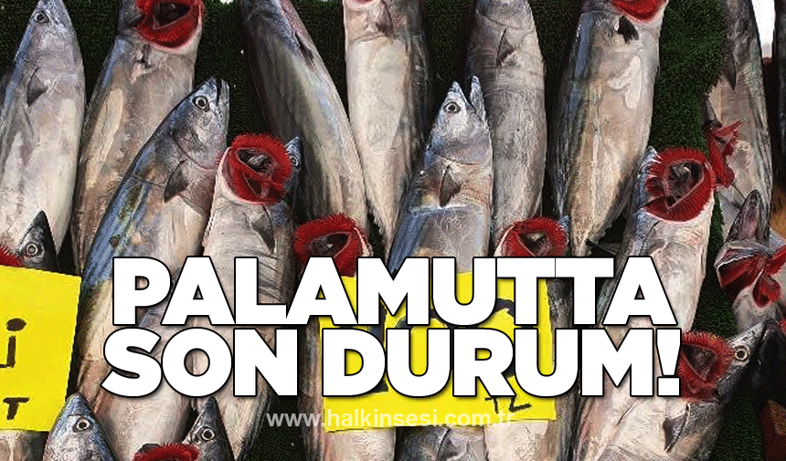 Palamutta son durum!