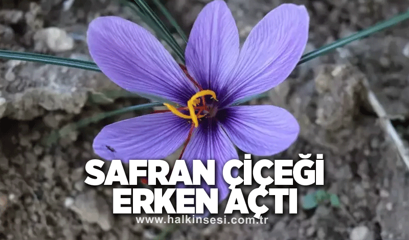 Safran Çiçeği erken açtı