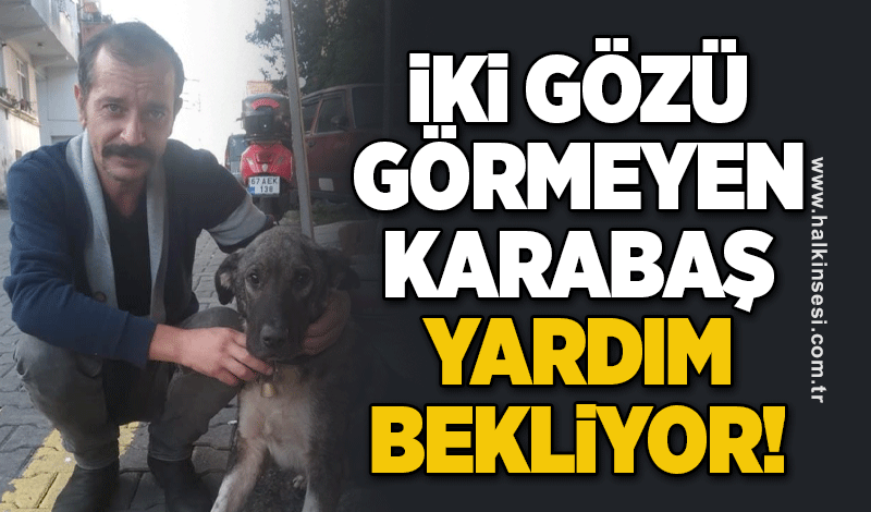 İki gözü görmeyen Karabaş yardım bekliyor