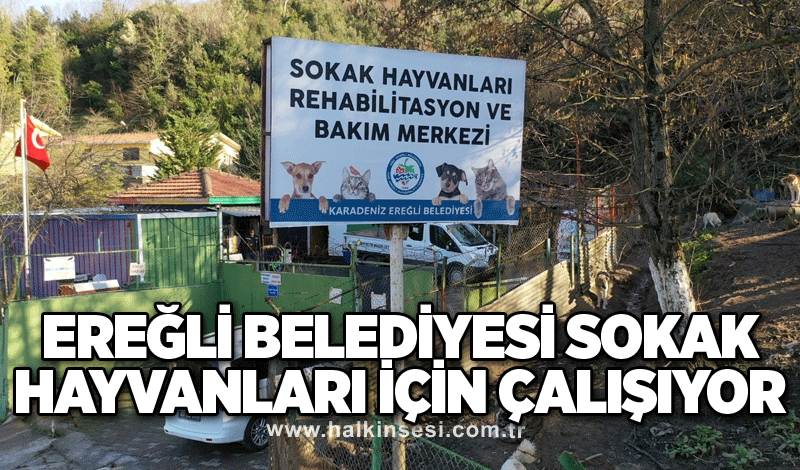 Kdz. Ereğli Belediyesi sokak hayvanları için çalışıyor