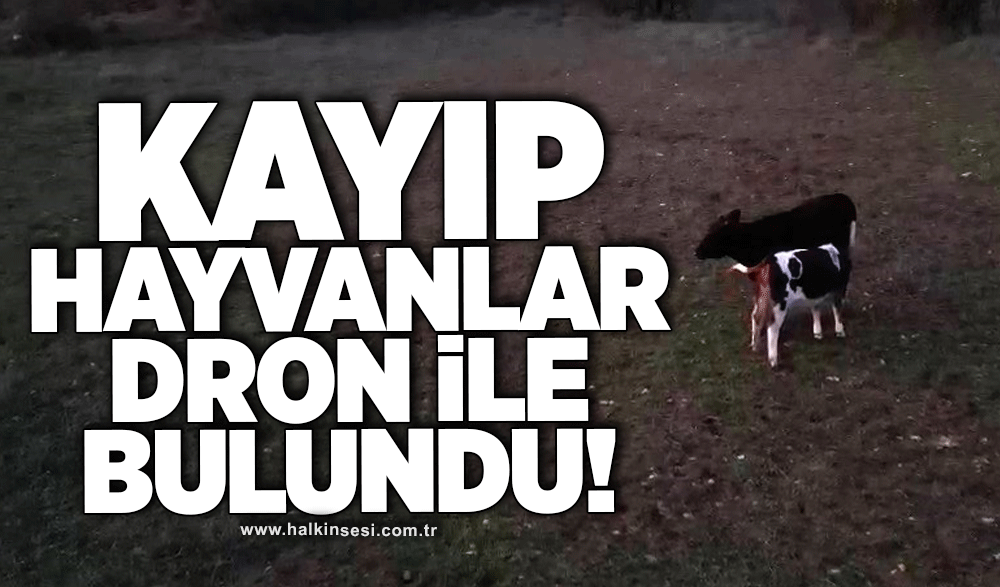 Kayıp hayvanlar dron ile bulundu