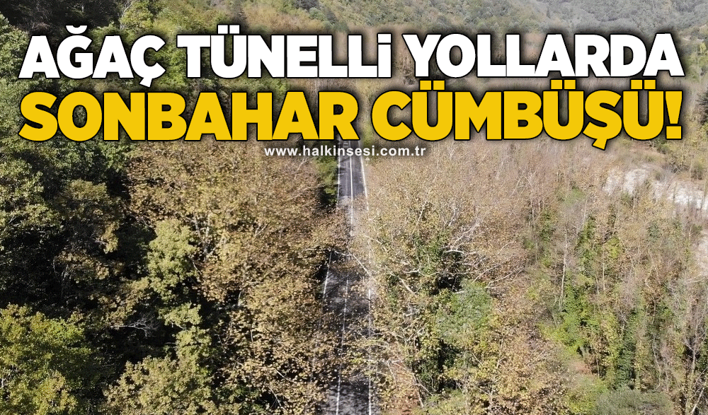 Ağaç tünelli yollarda sonbahar cümbüşü