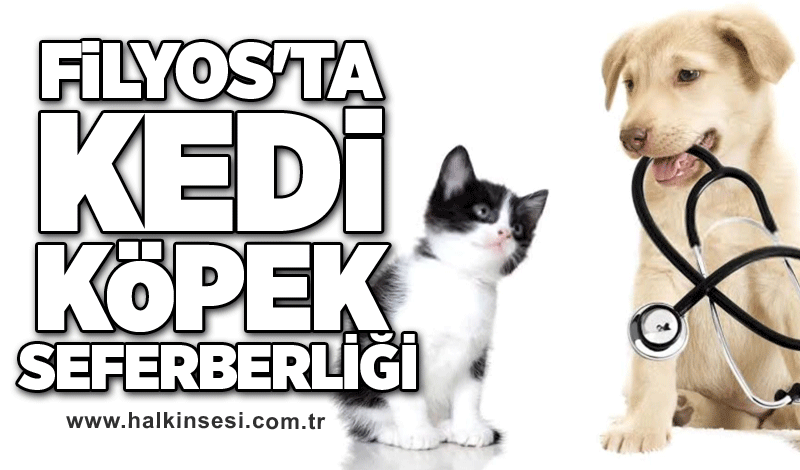 Filyos'ta kedi köpek seferberliği