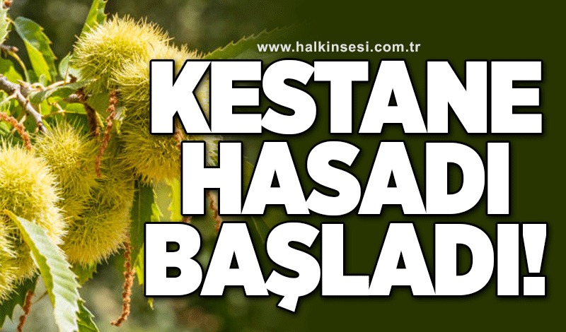 Kestane hasadı başladı!