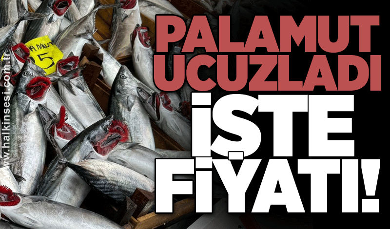 Palamut ucuzladı: İşte fiyatı!