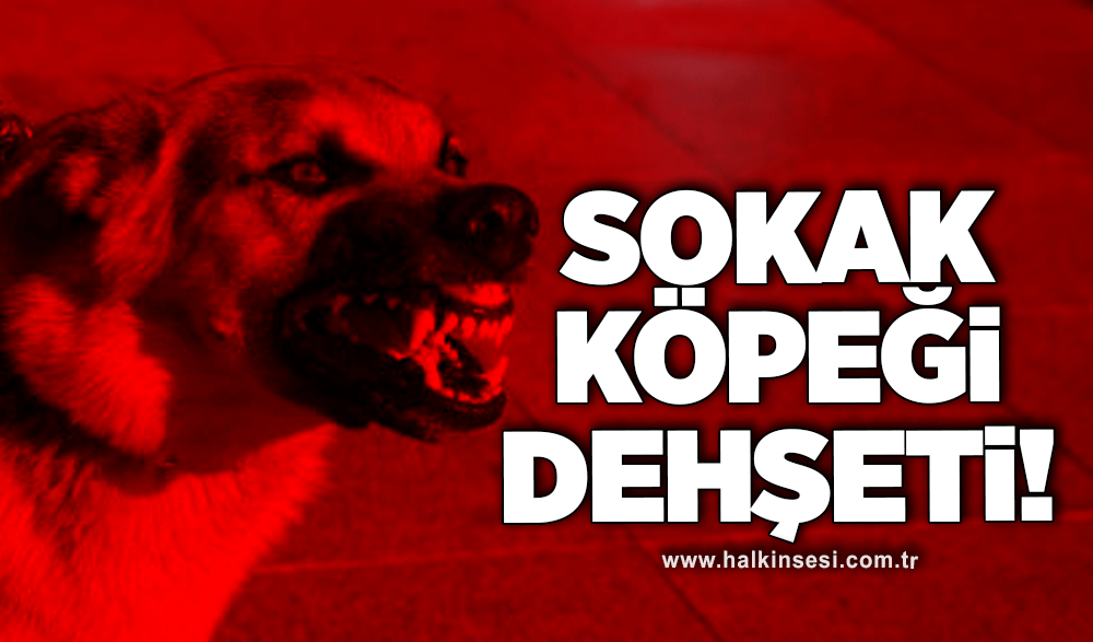 Sokak köpeği dehşeti!