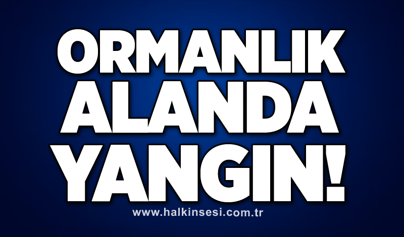 Ormanlık alanda yangın: Ekipler harekete geçti